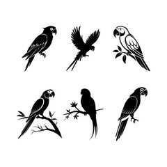 Elegant Silhouettes of Parrots in Nature, Vector illustration design on white background.