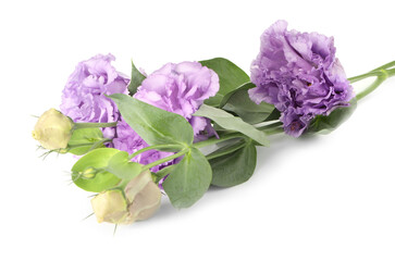 Beautiful violet eustoma flowers with green leaves isolated on white
