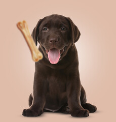 Cute puppy and flying chew bone on pink beige background. Pet care