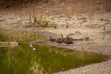 presa bosque del centinela, patos, acuático, río, naturaleza, lago, paisaje, árbol, animal, árbol, arroyo, ave, cielo, verde
