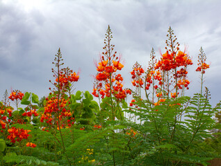 red bird of paradise flowers