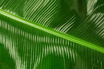 Fresh green banana leaf as background, closeup