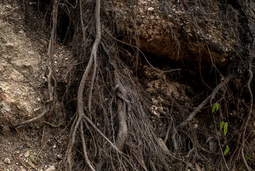 árbol, naturaleza, madera, raíz, bosque, sucursal, fábrica, árbol, raíz, nido, viejo, con textura