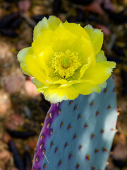 yellow cactus flower