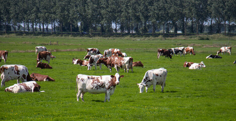 Cows grazing in Nigtevecht