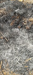 Mound of ash left by burning dried weeds