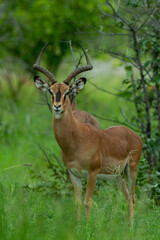 impala in the wild