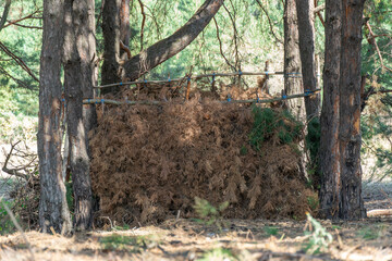 Bough shelter from dry spruce branches in forest. Lean-to hovel of pine bough hut. Empty woodland hut made of conifer tree twigs and poles and sticks covered with branches. Lost and survival concept.