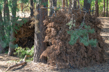 Bough shelter from dry spruce branches in forest. Lean-to hovel of pine bough hut. Empty woodland hut made of conifer tree twigs and poles and sticks covered with branches. Lost and survival concept.