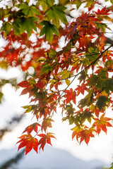 Red maple leaves in Japan, illuminated by warm sunlight.