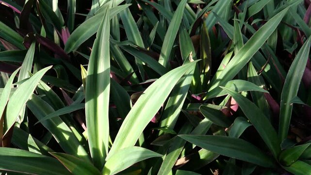 Medical plant of Tradescantia spathacea