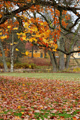 In the park, yellow and orange maple leaves covered the lawn.