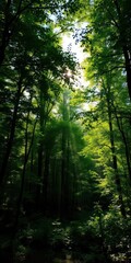 Naklejka premium Lush green forest in summer with sunbeams filtering through the trees, foliage