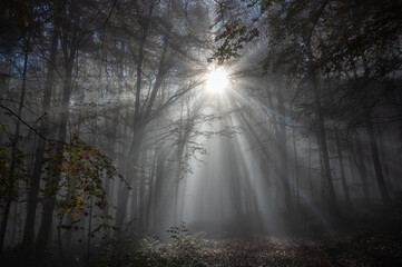 Sunbeams in fog in an autumn forest