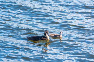 Fototapeta premium The waterfowl bird, great crested grebe with chick, swimming in the lake.