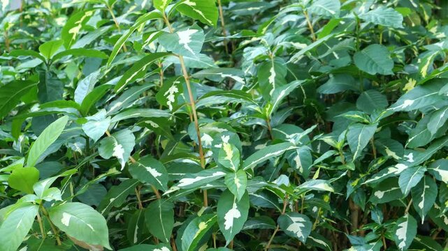 Medical plant of Graptophyllum pictum