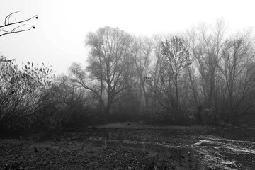 Fantastic fog, Surreal foggy morning in the woods, dark spooky nature, gloomy river, winter landscape	