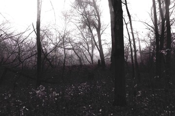 Obraz premium Creepy foggy morning in the woods , Atmospheric Black Metal forest, dark spooky nature, gloomy colours