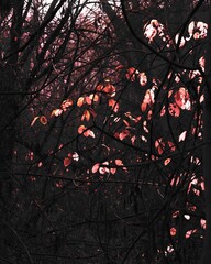 Surreal autumn forest photography, Dark woods, black metal forest