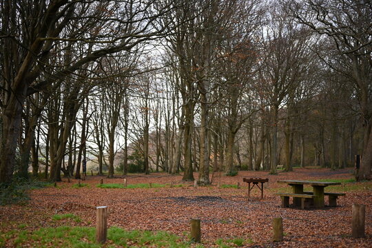 woodland barbecue area at friston forest