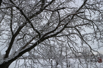 The tree in the garden is covered with snow. The garden is dusted with snow.