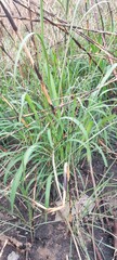 Wild grass after being burned in the dry season starts to grow again in the rainy season