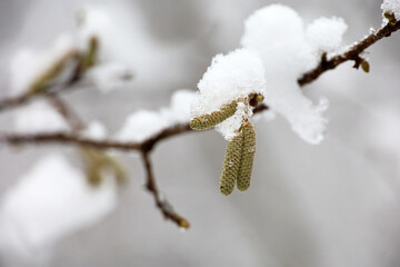 Hazel catkins on a tree twig covered with ice and snow on blurred background. Forest in winter,...