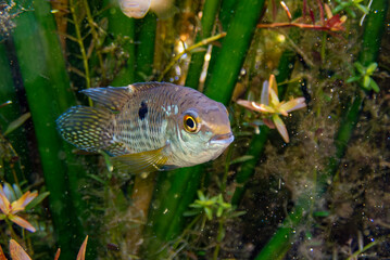 Obraz premium underwater photographs