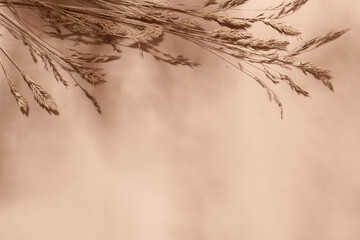 Beige background with dried plants