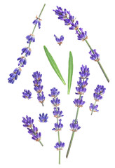 Fototapeta premium Lavender flower and green leaves isolated on a white background, top view.