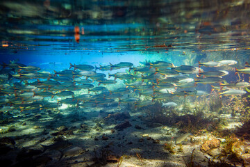 underwater photographs