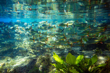 underwater photographs