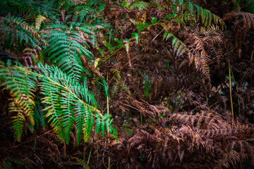 Green, yellow, brown colours of fern leaves, autumn forest. Background illustration concept.