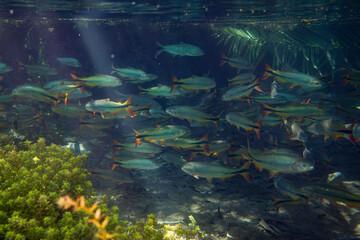underwater photographs
