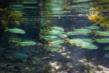 underwater photographs