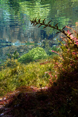 underwater photographs