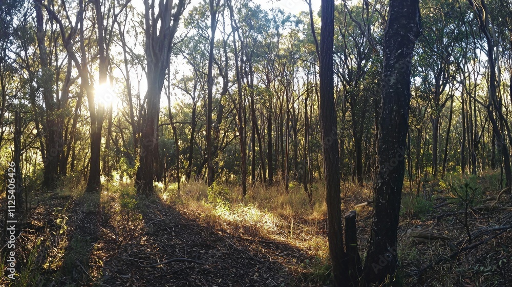 Poster Golden rays of sunlight pierce through tall trees, casting dappled light on the forest floor. The tranquil setting evokes a sense of calm, inviting exploration and reflection