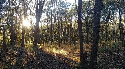 Fototapeta premium Golden rays of sunlight pierce through tall trees, casting dappled light on the forest floor. The tranquil setting evokes a sense of calm, inviting exploration and reflection