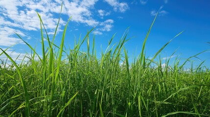 Obraz premium Vibrant Grass Emerging in Sunlit Field: A Low Angle Perspective of Nature's Resilience