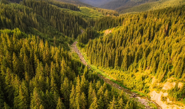 Aerial view of  Transalpina road with many serpentines crossing forest in  Carpathian mountains. Aerial mountains forest trees with road.