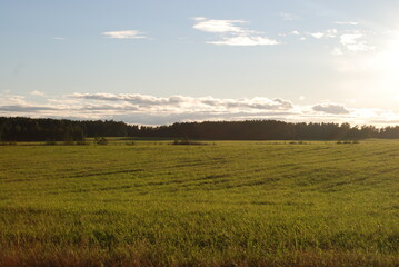 A wide green field. Early summer evening, cumulus clouds float across the sky, the sun hangs low on the horizon. Ahead is a wide field with green short grass. Tall trees grow along the edges of the fi