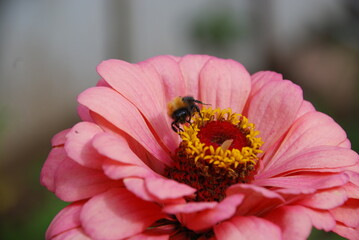 Bumblebee on a flower. A black-brown insect sits on an open inflorescence of a pink zinnia and collects nectar. Zinnia has pink long petals and a yellow center. A bumblebee crawls on a flower.