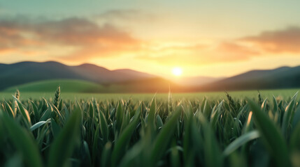 Fertile fields basking in the golden light of the setting sun