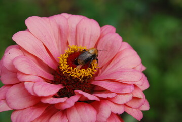 Bumblebee on a flower. A black-brown insect sits on an open inflorescence of a pink zinnia and...