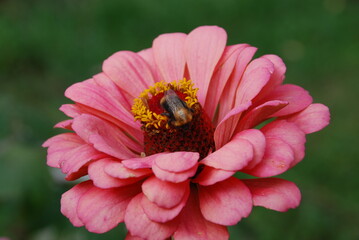Bumblebee on a flower. A black-brown insect sits on an open inflorescence of a pink zinnia and...