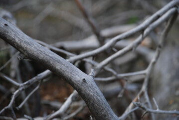 Branches of a fallen tree. A tall pine tree lies on the ground, blown over by the wind. Over time, the bark has fallen off the tree, its long trunk has turned black, and its branches have turned white
