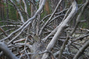 Branches of a fallen tree. A tall pine tree lies on the ground, blown over by the wind. Over time, the bark has fallen off the tree, its long trunk has turned black, and its branches have turned white