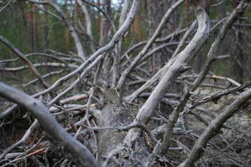 Branches of a fallen tree. A tall pine tree lies on the ground, blown over by the wind. Over time, the bark has fallen off the tree, its long trunk has turned black, and its branches have turned white
