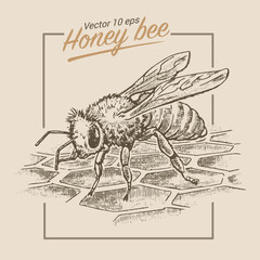 Honey bee, bee sitting on honeycomb, illustration in medieval engraving style