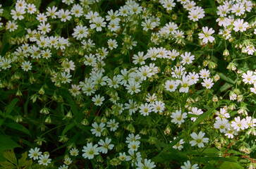 blooming flowers on the ground